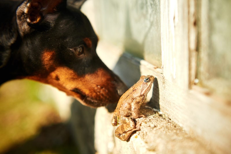Dog curious with a frog