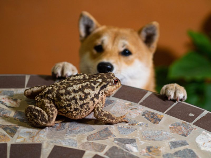 Dog looking at a toad on a table
