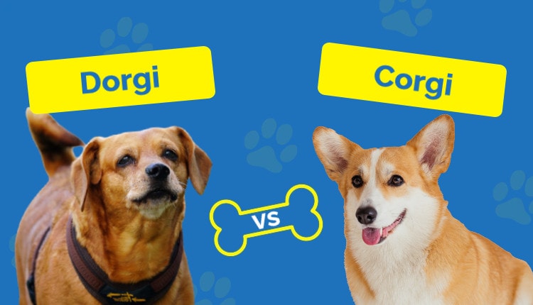 Dorgi vs Corgi - Featured Image