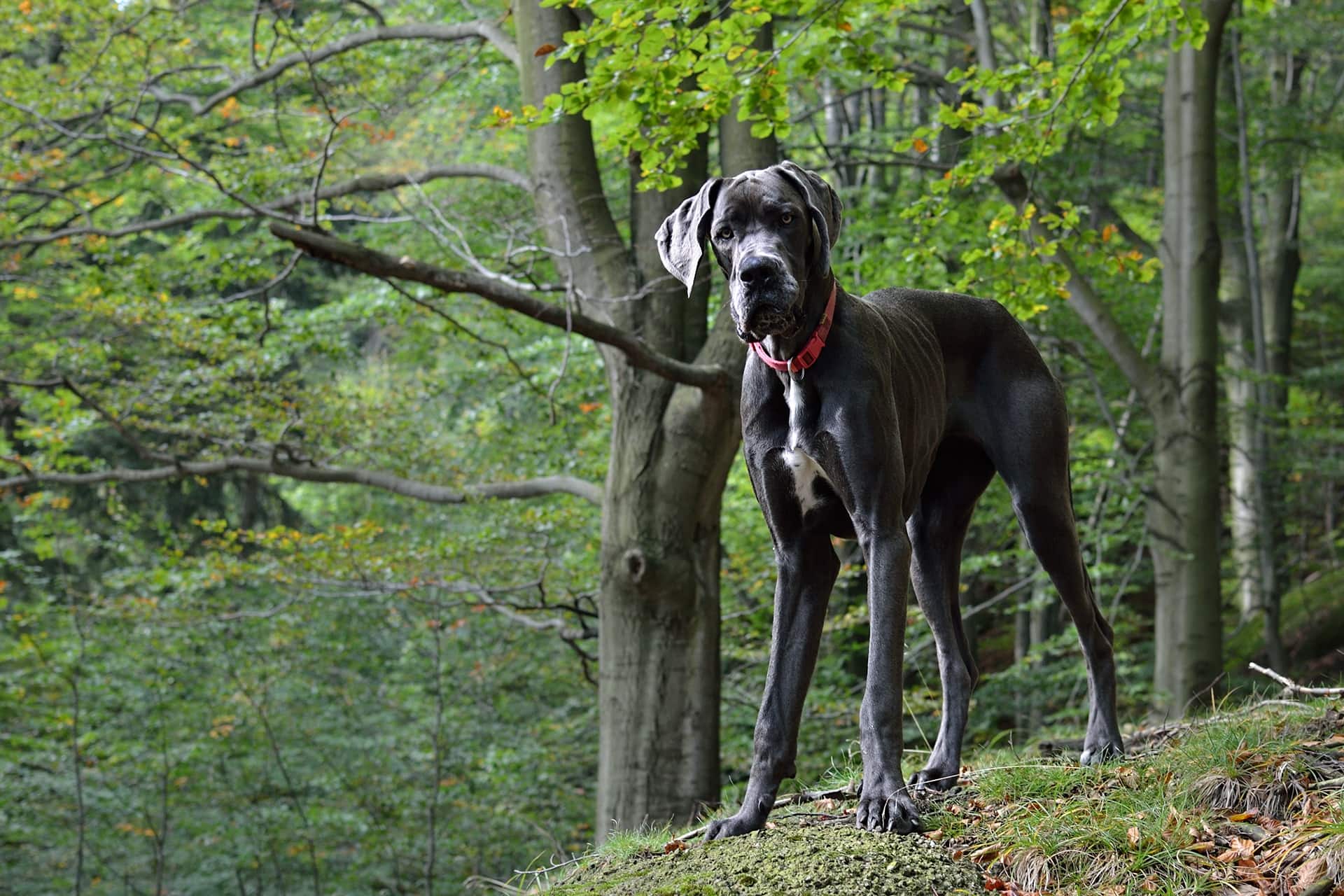 Great dane best sale and boxer mix