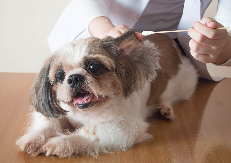 Female veterinarian cleaning ears to nice Shih tzu dog with ear cleaning rod