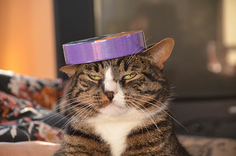 Chân dung Funny Cat, với một cuộn băng trên đầu