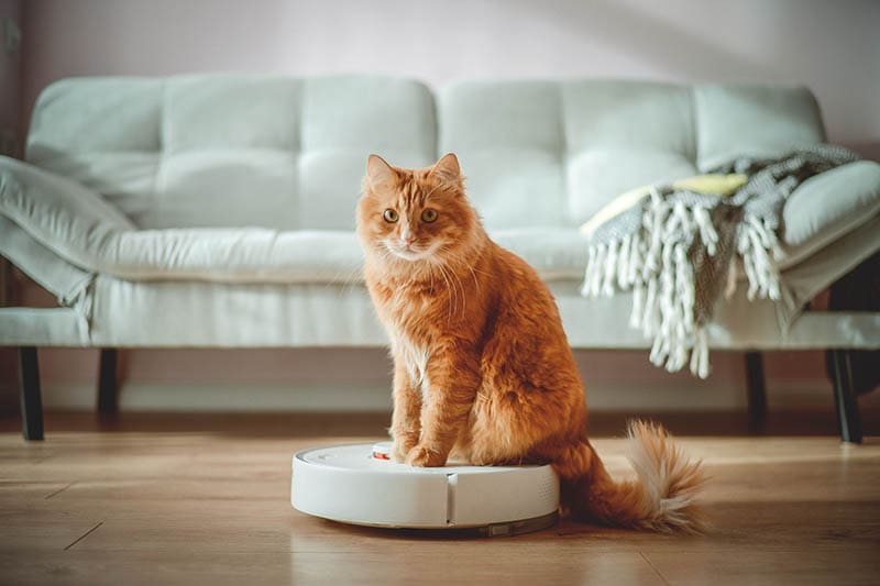 Funny cat sitting on the robot in the living room