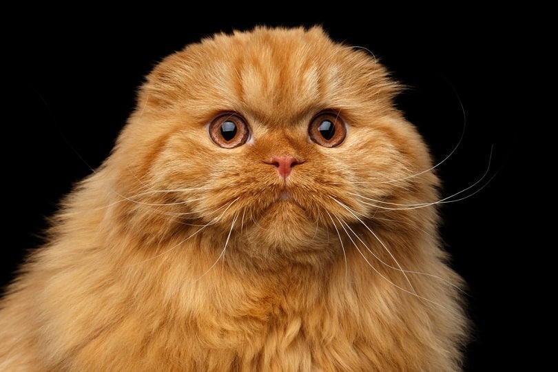 Furry red scottish fold highland breed Cat