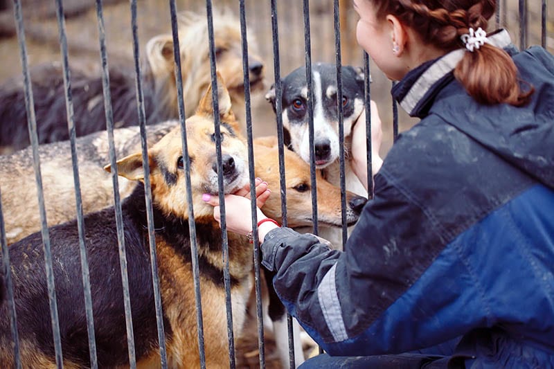 Girl volunteer in the nursery for dogs. Shelter for stray dogs