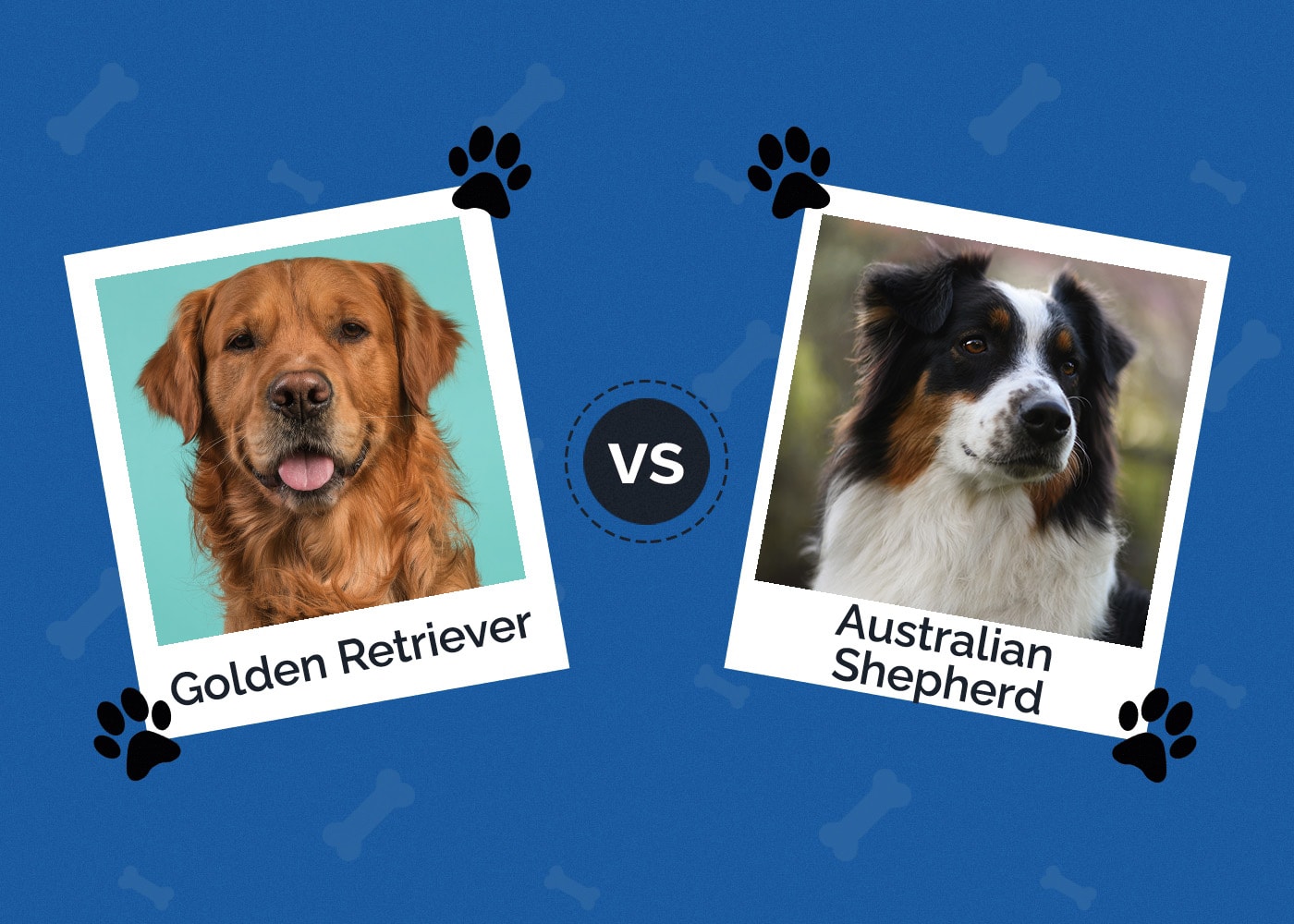 Golden Retriever vs Australian Shepherd