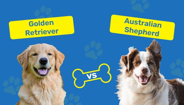 GolderRetreiver_vs_Australian Shepherd_FeauturedImage