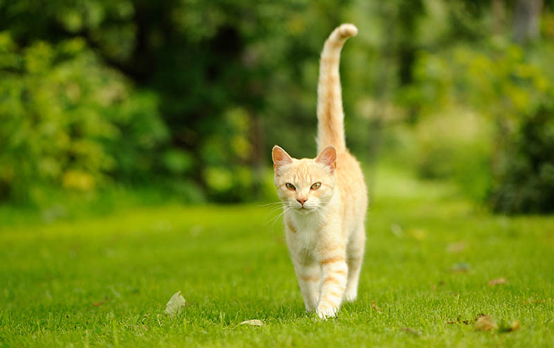 Chú mèo duyên dáng đi dạo trên cỏ xanh