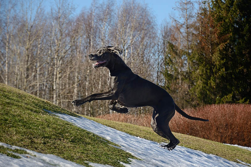 Great Dane Running