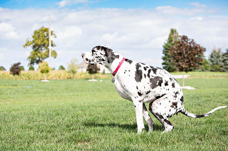 Great Dane dog pooping in the yard or park