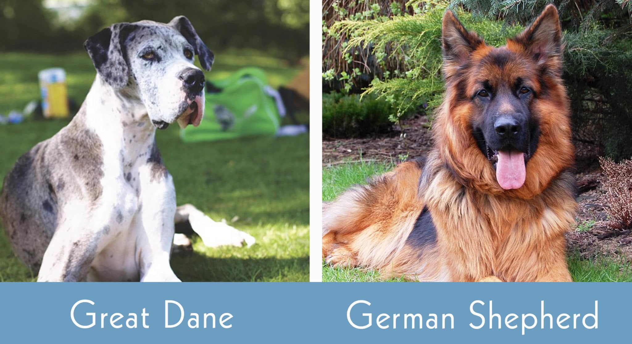 Great Dane vs German Shepherd Key Differences (With Pictures) Hepper