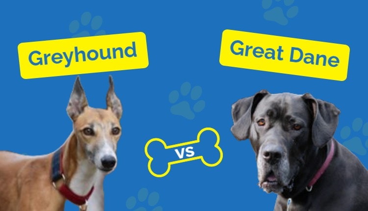 Great Dane vs Greyhound _ featured image