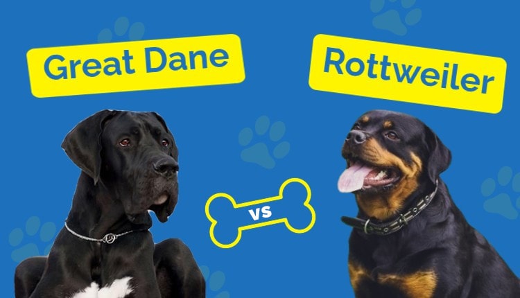 Great Dane vs Rottweiler Featured Image