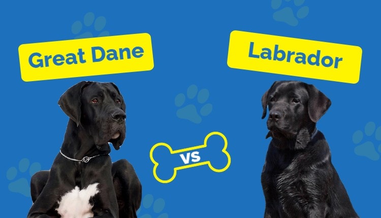 GreatDane vs Labrador_ Featured Image
