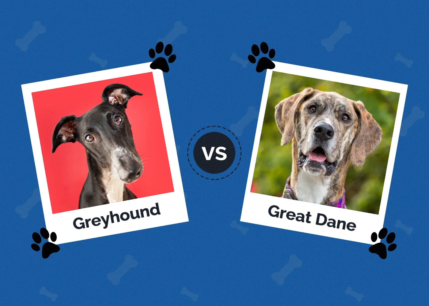 Greyhound vs Great Dane - Featured Image