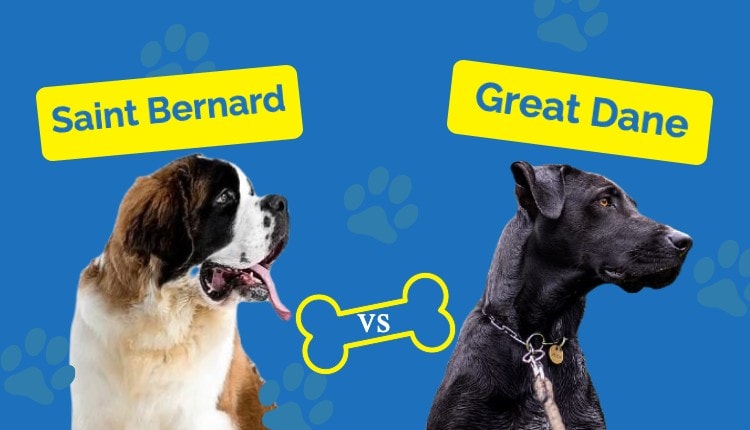 Hepper Saint Bernard vs. Great Dane
