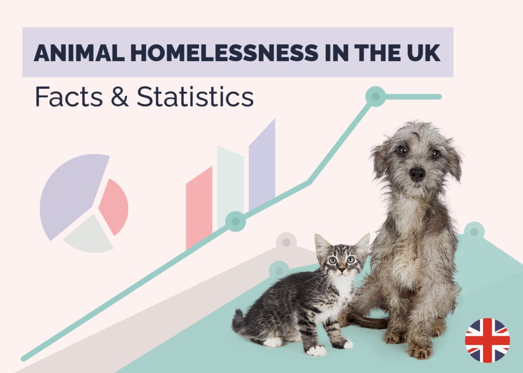 Animal Homelessness in the UK Facts & Statitics