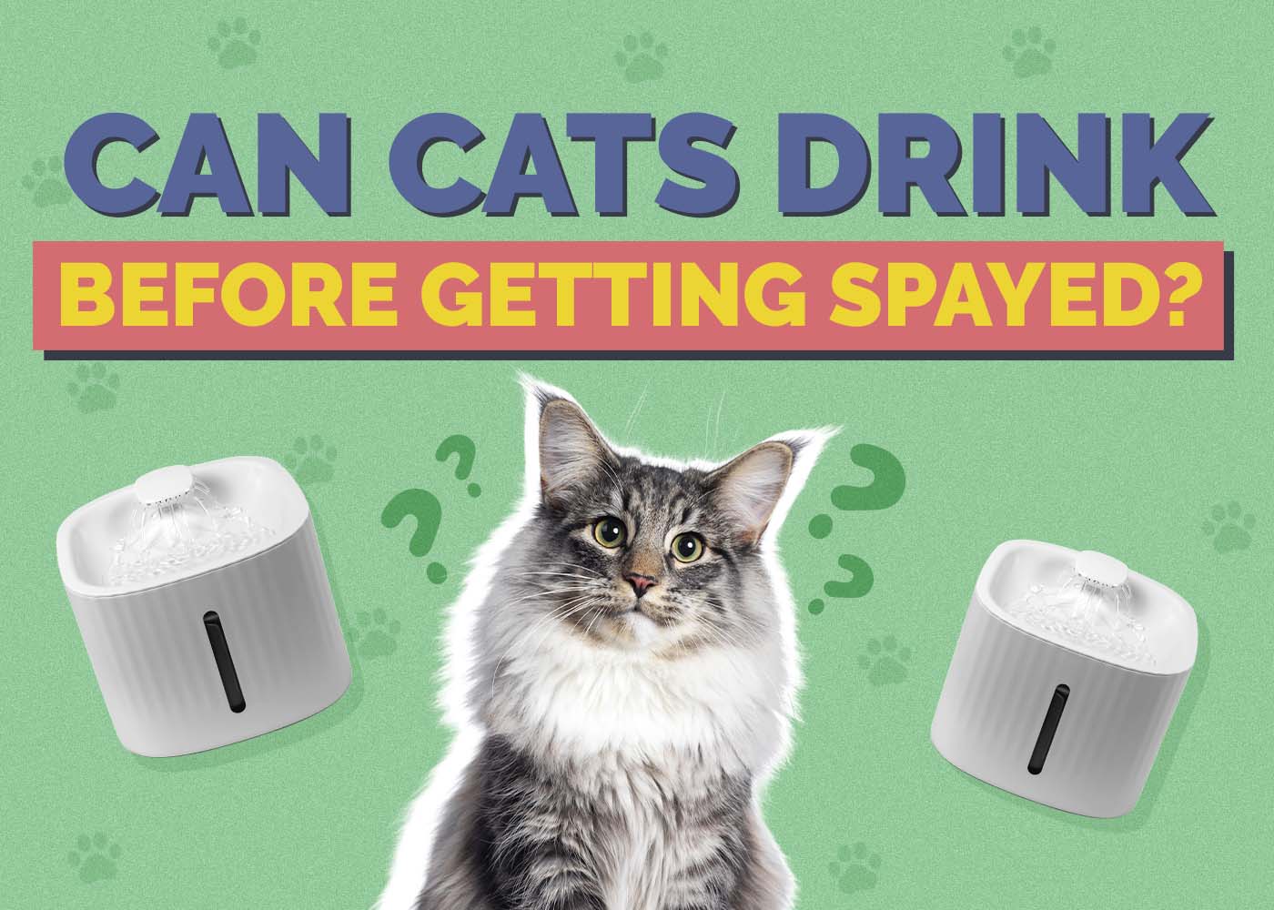 Hepper_Can Cats Drink_Before Getting Spayed