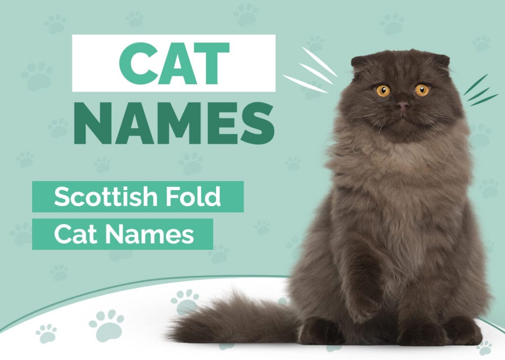 Scottish Fold Cat Names for Pets
