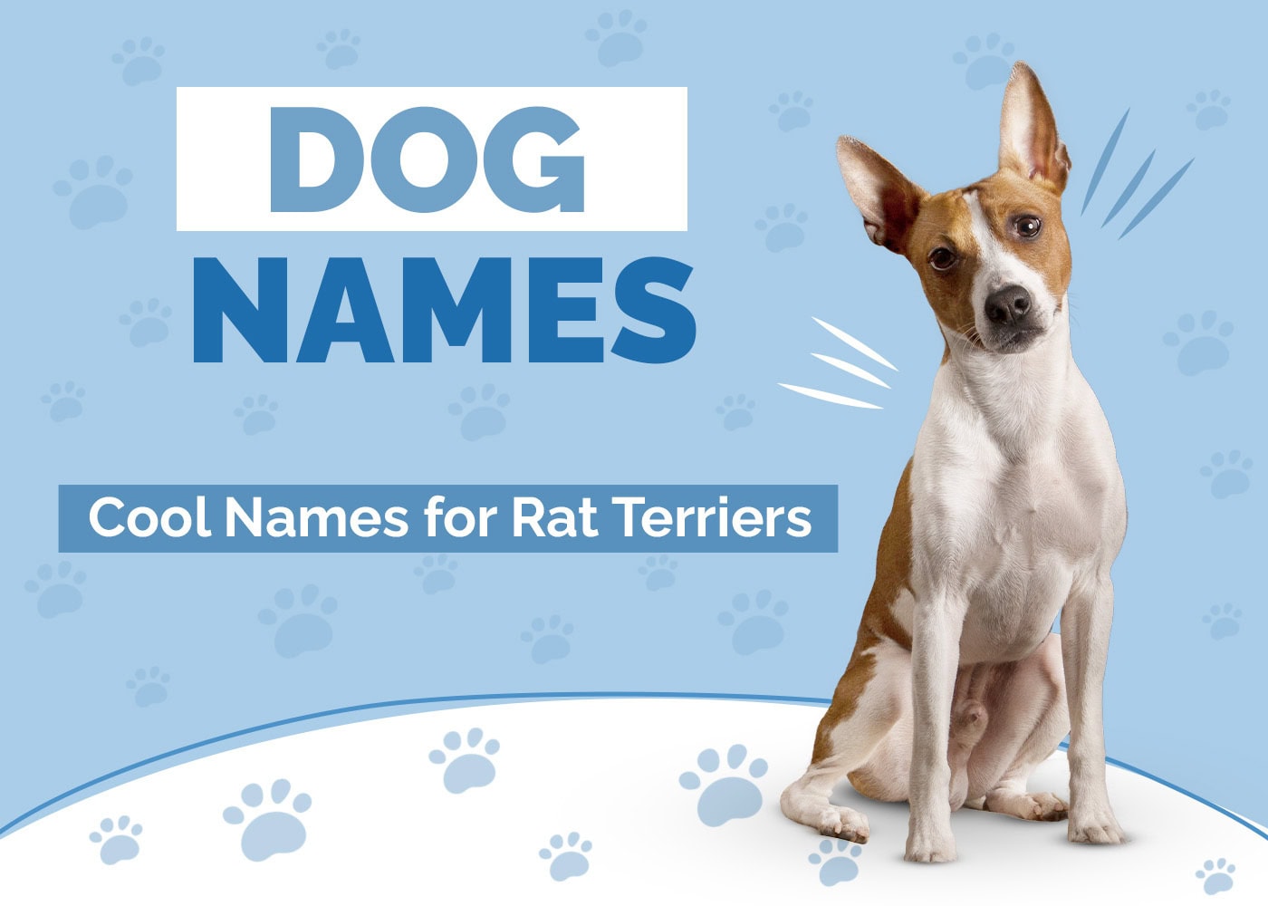 Hepper_Dog Names Post_Rat Terriers_Jun 27 2024