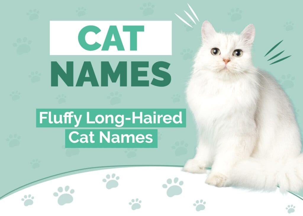 Fluffy and Long-Haired Cat Names