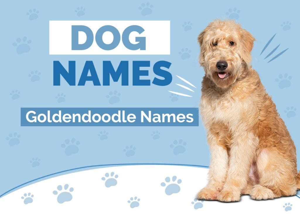 Goldendoodle Dog Names