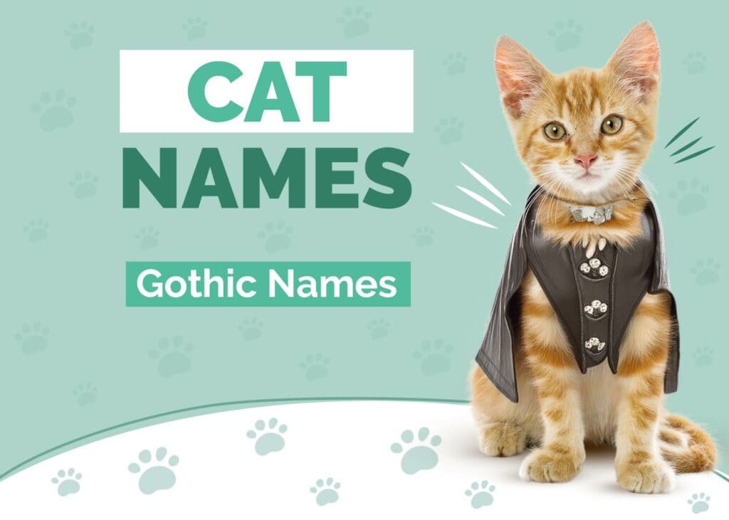 Gothic Cat Names