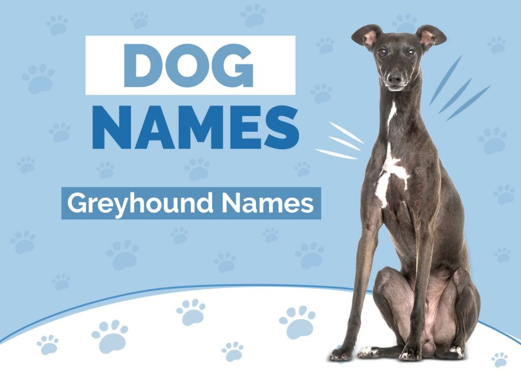Greyhound Names