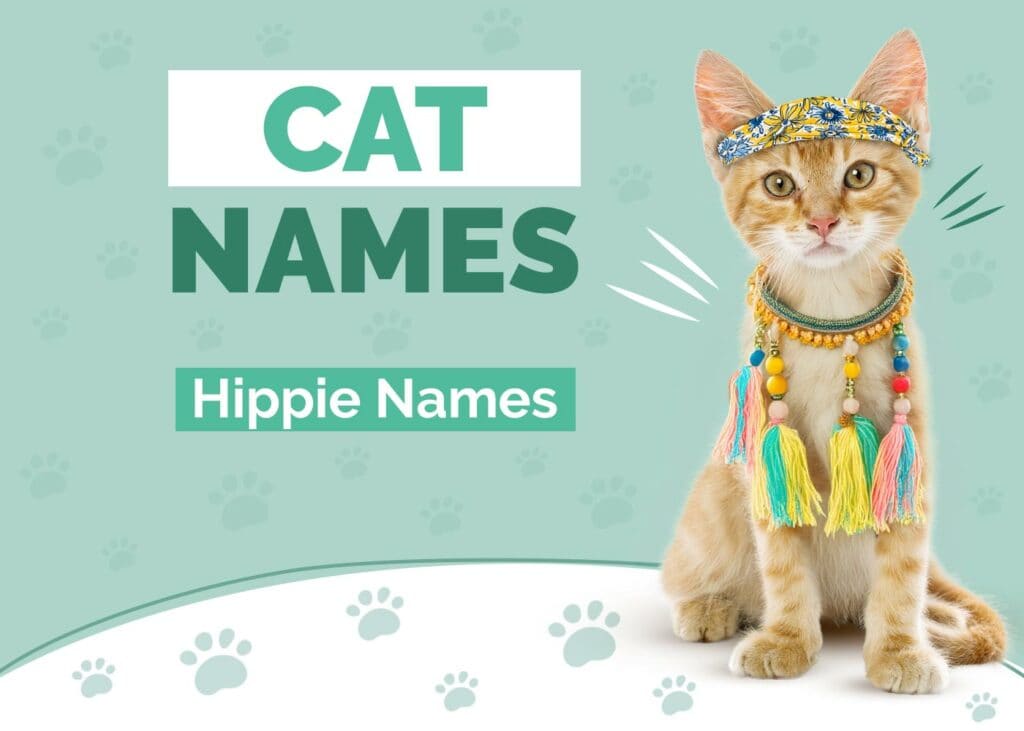 Hippie Cat Names