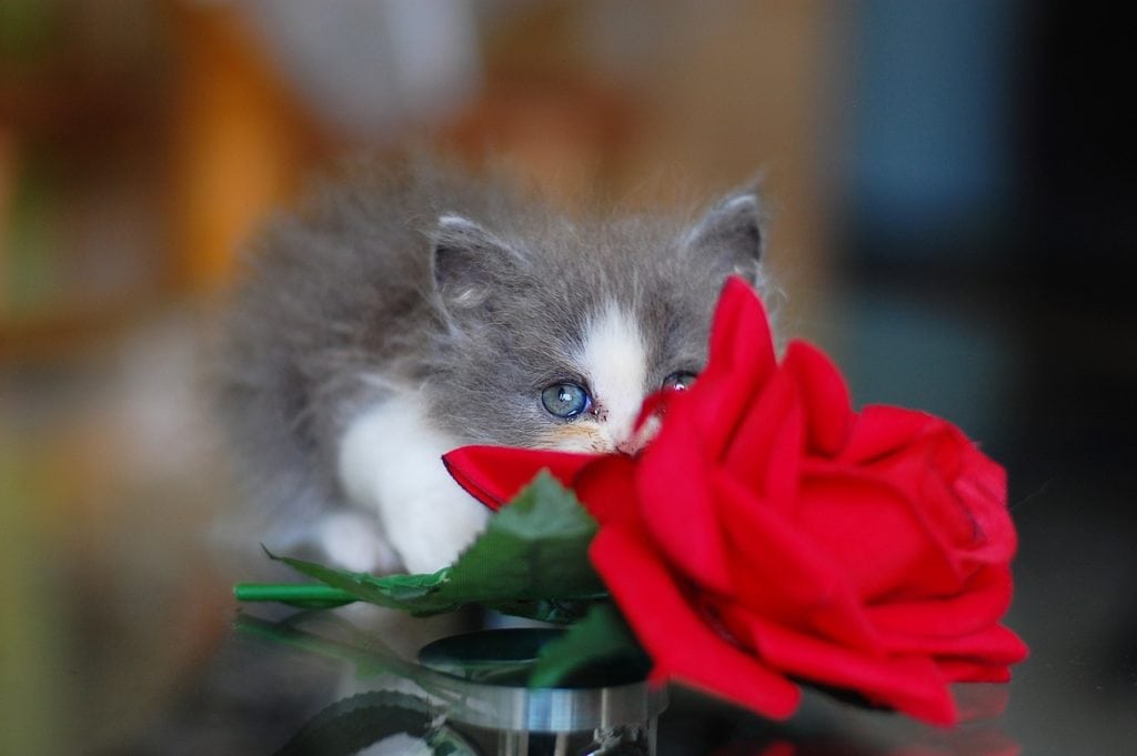 hoa hồng mèo con