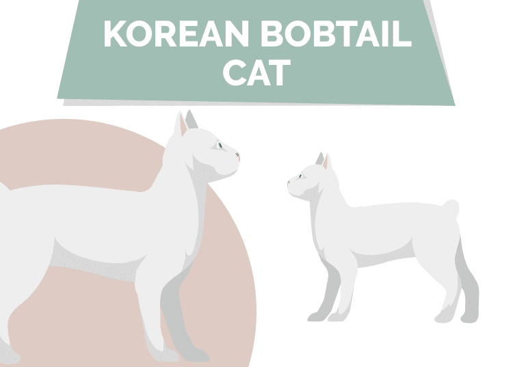 Korean_Bobtail_Cat