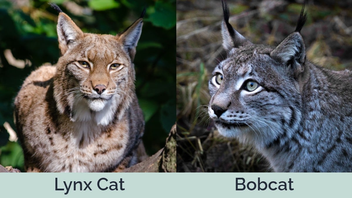 Lynx_Bobcat_SidebySide, Jumpstory