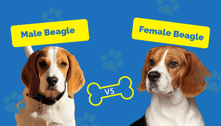 Male Vs Female Beagles1