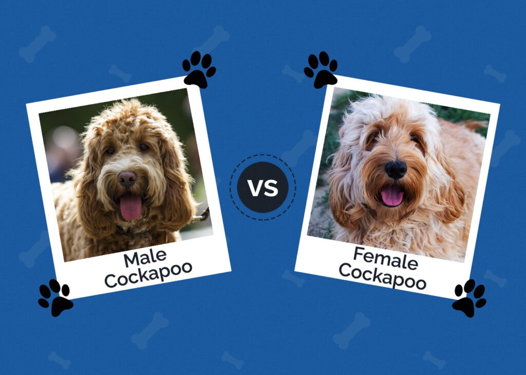 Male vs Female Cockapoo