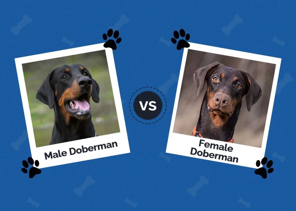 Male vs Female Doberman - Featured Image