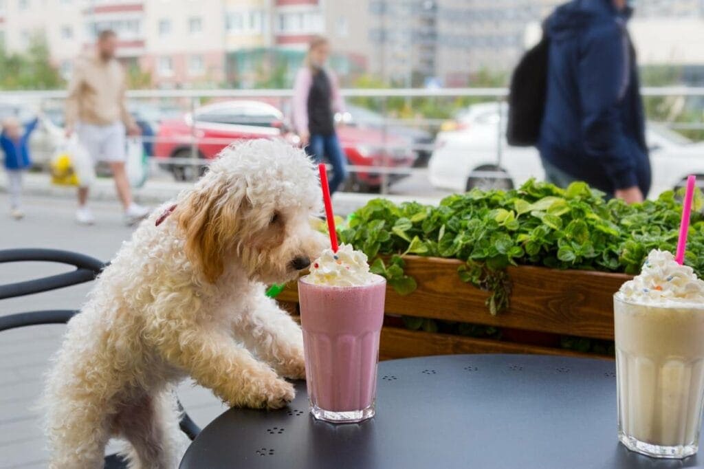 Maltipoo eating whipped cream