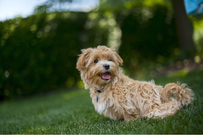 maltipoo sitting on grass