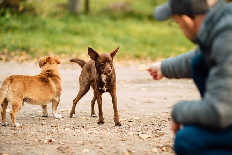 Man feeds stray dog on the street