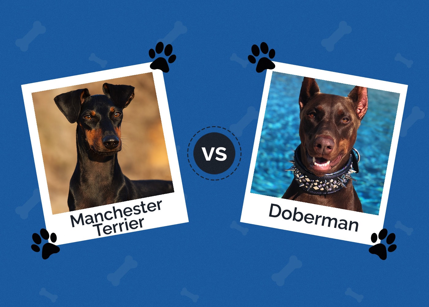 Manchester Terrier vs Doberman