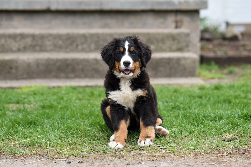 Mini Bernese Mountain Dog puppy sitting