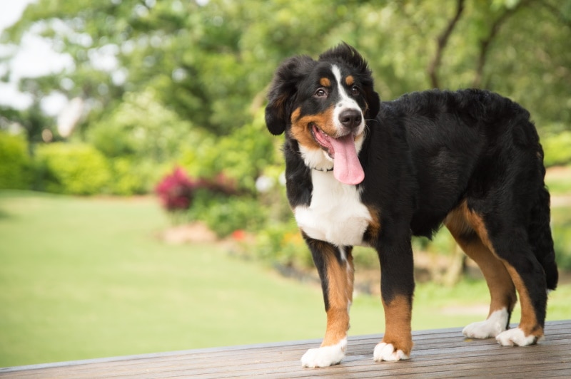 Chó núi Bernese nhỏ đang đứng
