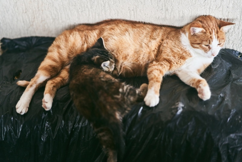 Orange cat nursing a lone kitten