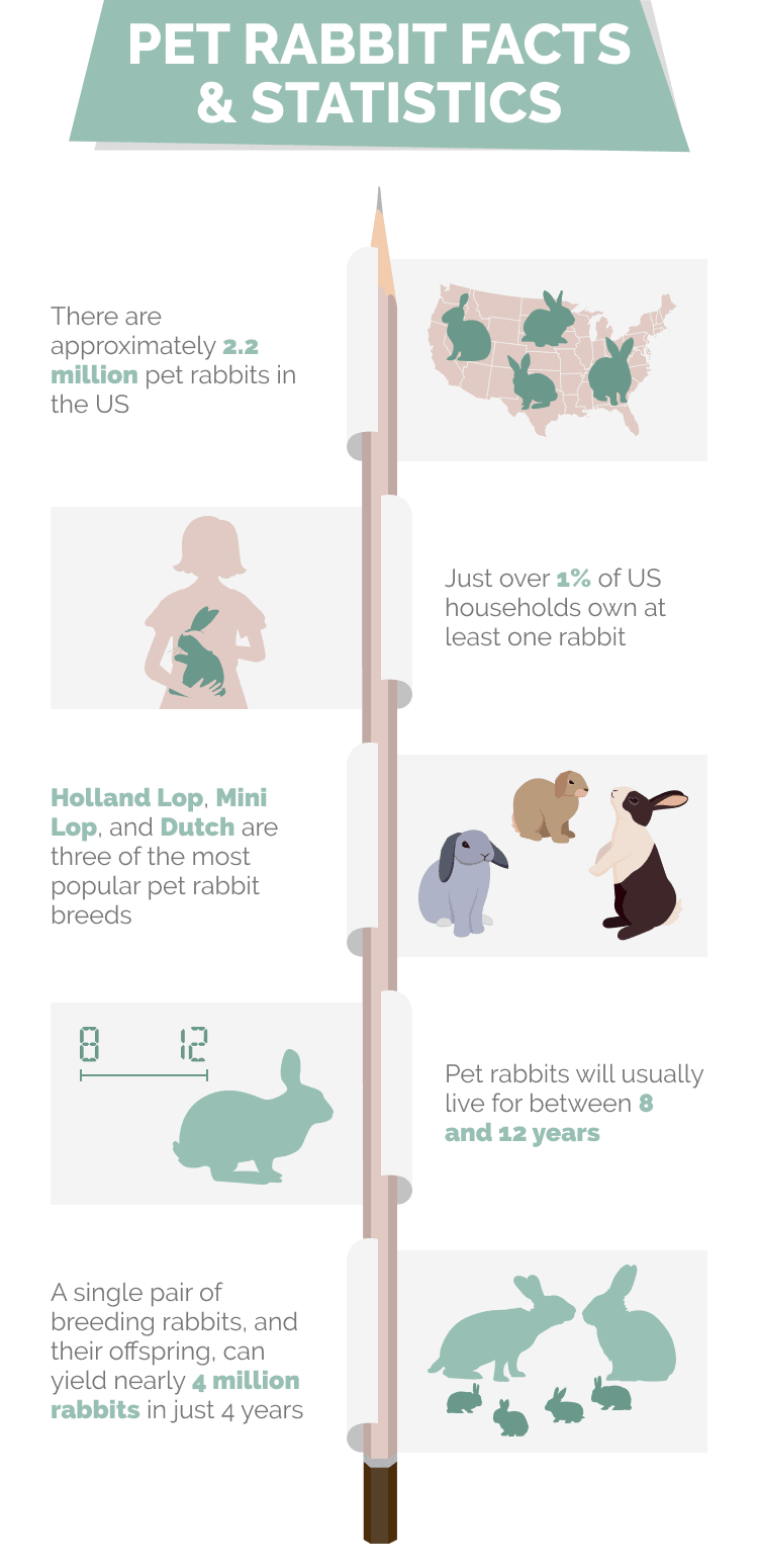 PET_RABBIT_FACTS_&_STATISTICS