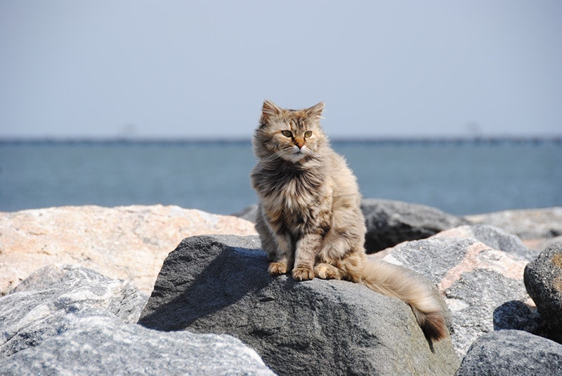 Mèo Ba Tư Ở Bãi Đá