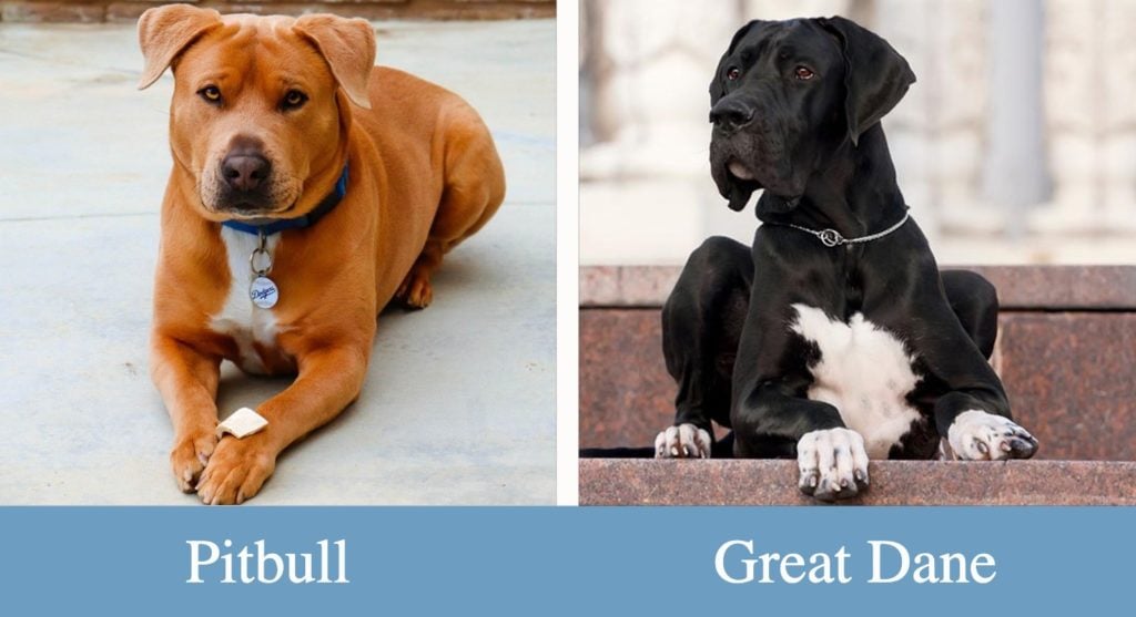 Great dane deals pitbull
