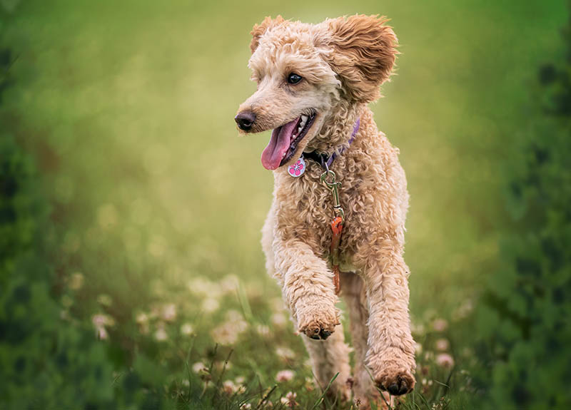 Playful purebred dog running along grassy meadow in park