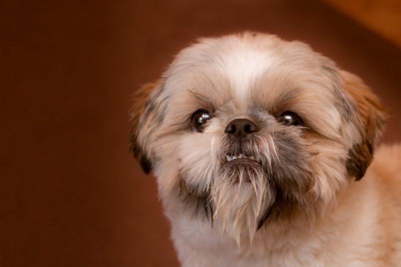 Portrait of a short-cut shit-zu puppy