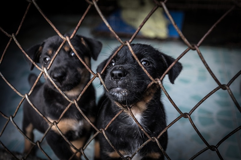 Puppy Mill Shelter Adoption