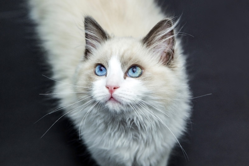 Ragdoll munchkin cat standing on the floor
