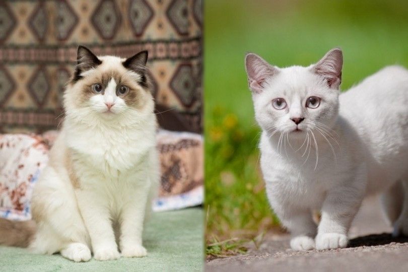 Ragdoll versus Munchkin breed